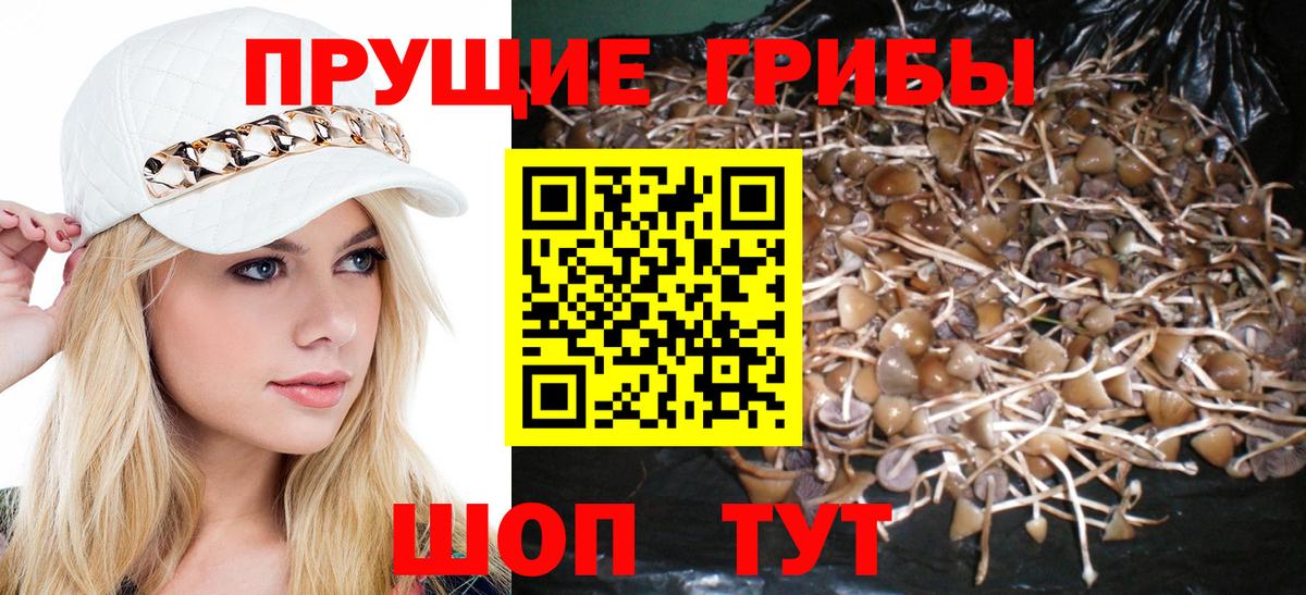 Выборг  Псилоцибиновые грибы Psilocybine cubensis  Вход с VPN 